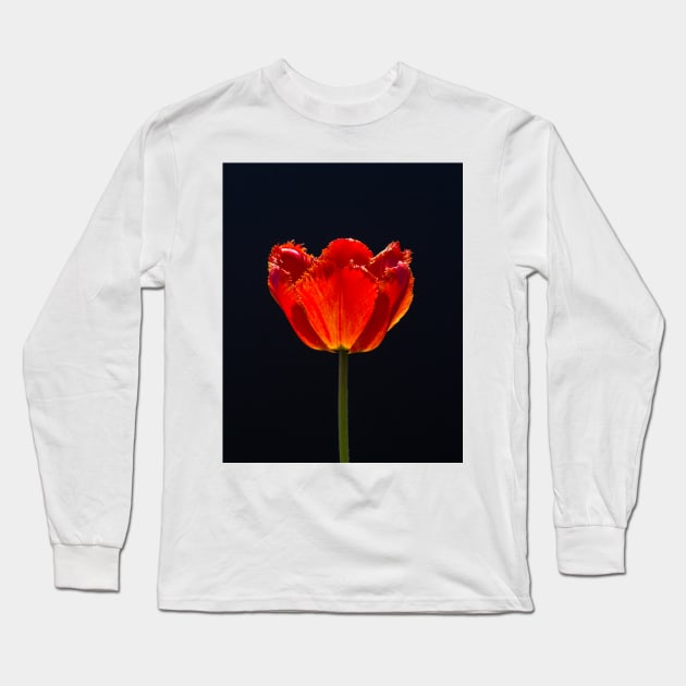 Garden Tulip In Sunlight 1 Long Sleeve T-Shirt by Robert Alsop